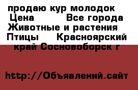 продаю кур молодок. › Цена ­ 320 - Все города Животные и растения » Птицы   . Красноярский край,Сосновоборск г.